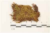 扭葉叢本蘚藏品圖，第1張