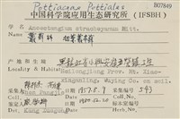 扭葉叢本蘚藏品圖，第2張