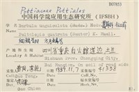 扭口蘚藏品圖，第2張