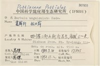 扭口蘚藏品圖，第2張