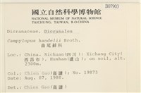 闊葉曲柄蘚藏品圖，第2張