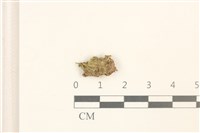 闊葉曲柄蘚藏品圖，第1張