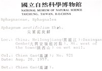 銳葉泥炭蘚藏品圖，第2張