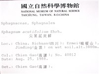 銳葉泥炭蘚藏品圖，第2張