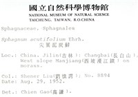 銳葉泥炭蘚藏品圖，第2張