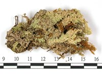 鈍葉泥炭蘚藏品圖，第3張