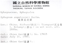 截葉泥炭蘚藏品圖，第2張