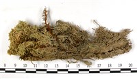 截葉泥炭蘚藏品圖，第1張