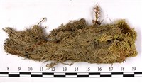 截葉泥炭蘚藏品圖，第3張