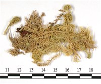 狹葉泥炭蘚藏品圖，第3張