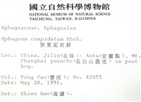 狹葉泥炭蘚藏品圖，第2張
