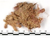狹葉泥炭蘚藏品圖，第3張