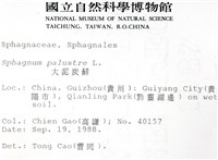 大泥炭蘚藏品圖，第2張