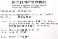 寬葉泥炭蘚藏品圖，第2張