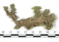 寬葉泥炭蘚藏品圖，第3張