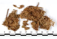 中位泥炭蘚藏品圖，第3張