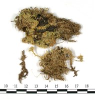 小孔泥炭蘚藏品圖，第3張