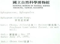 卵葉泥炭蘚藏品圖，第2張
