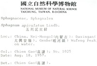 喙葉泥炭蘚藏品圖，第2張