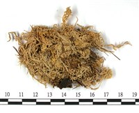 喙葉泥炭蘚藏品圖，第3張