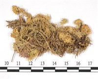 狹葉泥炭蘚藏品圖，第3張