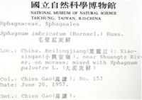 覆葉泥炭蘚, 毛壁泥炭蘚藏品圖，第2張
