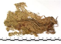 擬尖葉泥炭蘚藏品圖，第1張