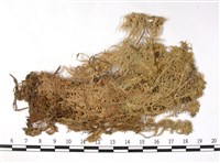擬尖葉泥炭蘚藏品圖，第3張