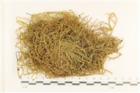 登錄號:B00007958藏品圖，第1張