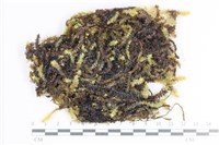 大灰氣蘚藏品圖，第1張