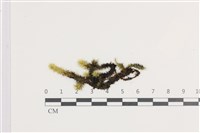 登錄號:B00007977藏品圖，第1張