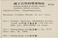 鞭苔,三裂鞭苔藏品圖，第2張