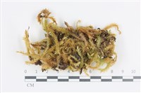 Accession Number:B00008021 Collection Image, Figure 1, Total 2 Figures