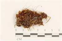 登錄號:B00008022藏品圖，第1張