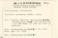 角齒蘚藏品圖，第2張