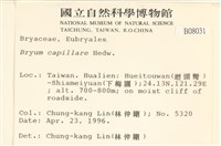 細葉真蘚藏品圖，第2張