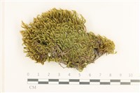 登錄號:B00008038藏品圖，第1張