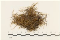 登錄號:B00008046藏品圖，第1張