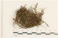 登錄號:B00008047藏品圖，第1張