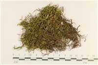 登錄號:B00008049藏品圖，第1張