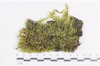 登錄號:B00008054藏品圖，第1張