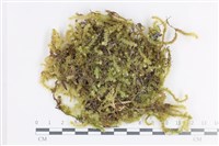 登錄號:B00008055藏品圖，第1張