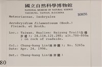 毛扭蘚藏品圖，第2張