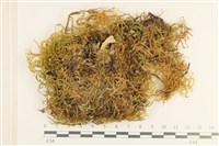 登錄號:B00008113藏品圖，第1張