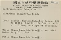 直葉珠蘚藏品圖，第2張