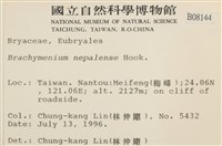 那霸短月蘚藏品圖，第2張