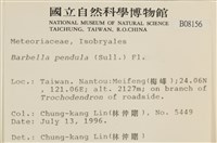 多疣懸蘚藏品圖，第2張