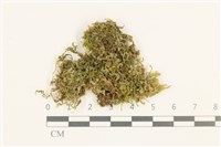 毛擬叉苔藏品圖，第1張