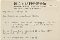 那霸短月蘚藏品圖，第2張