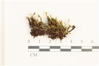 那霸短月蘚藏品圖，第1張